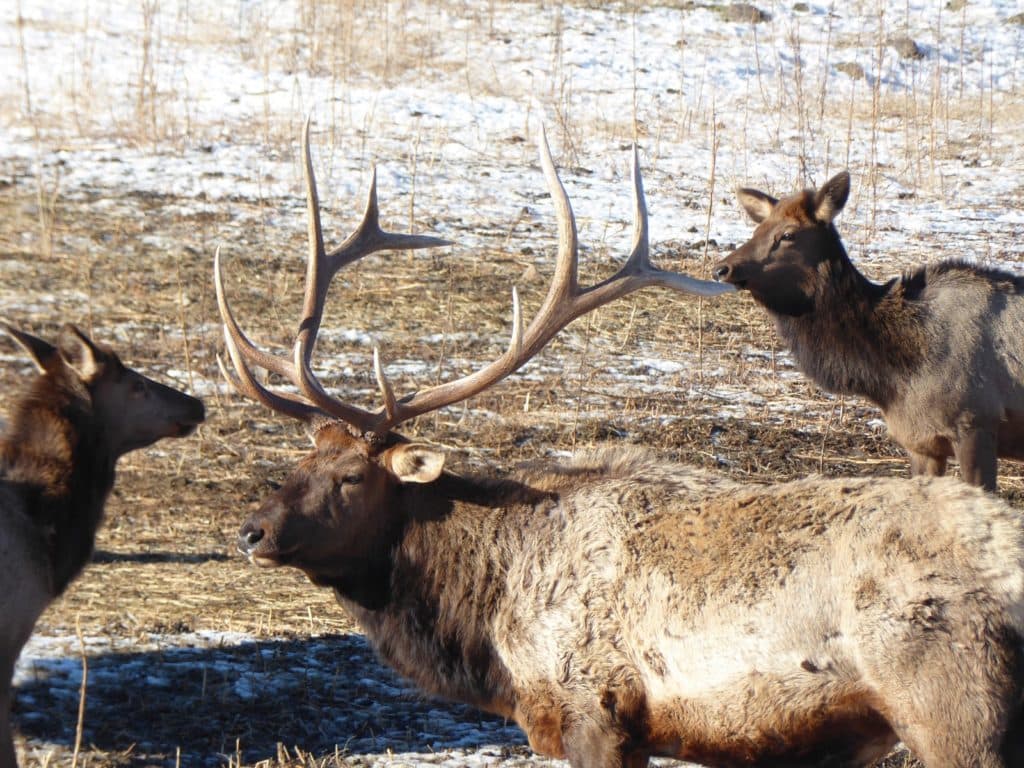 Post Thumbnail Image for post: Primitive Rifle Hunting Seasons