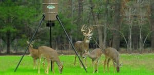 Post Thumbnail Image for post: Best Deer Feeders: Invite a Deer to Dinner