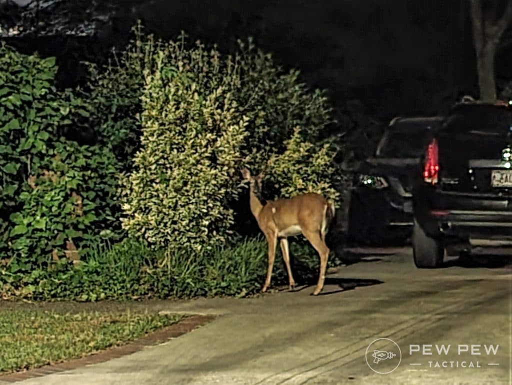 Deer