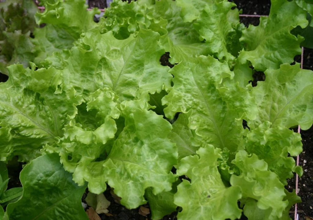 Product Image for Black Seeded Simpson Lettuce Seeds