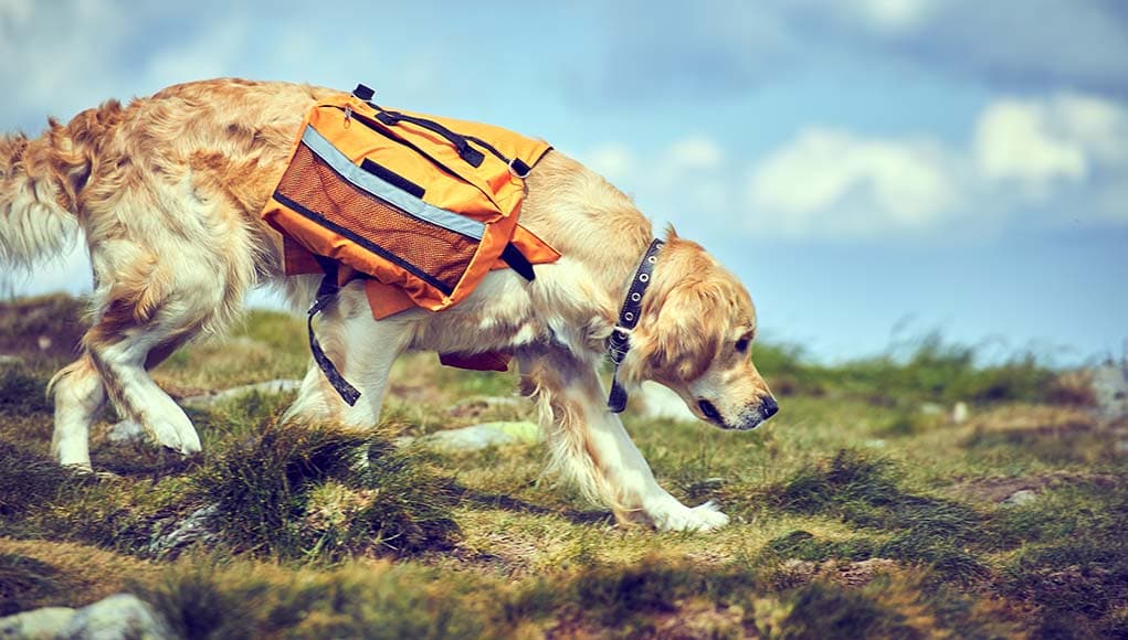 Doggie Saddlebag