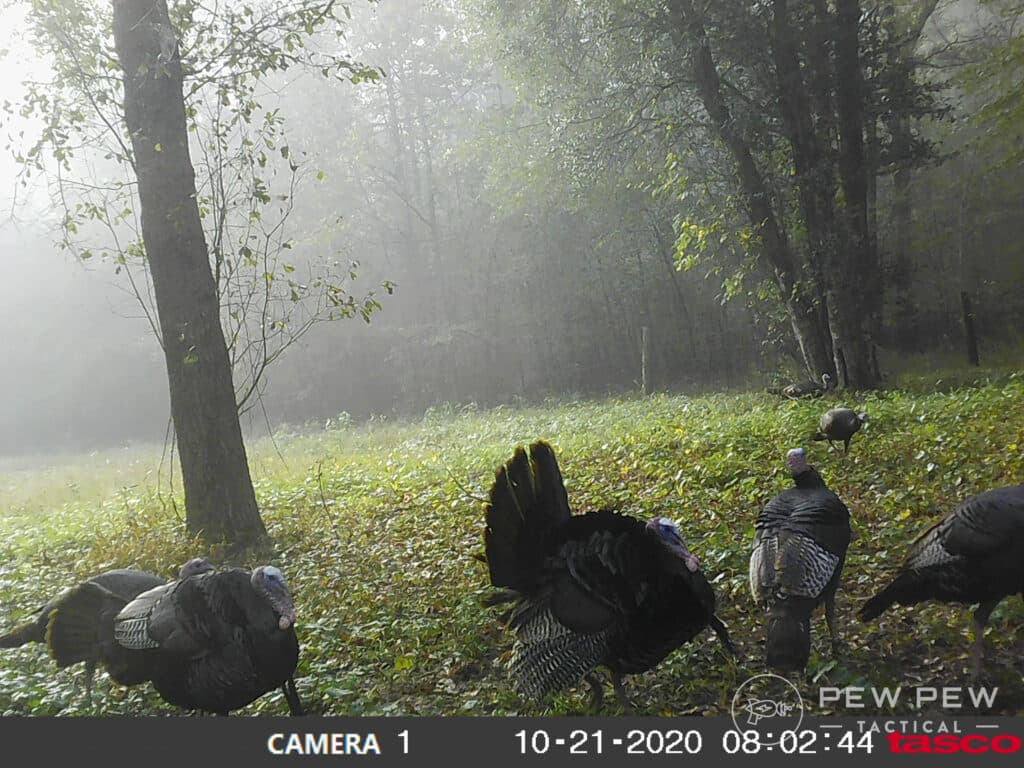 Post Thumbnail Image for post: Best Trail Cameras: Hands-On Tested