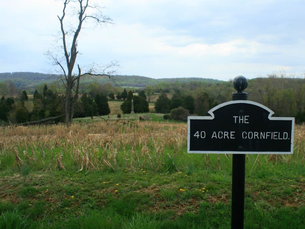 Antietam cornfield