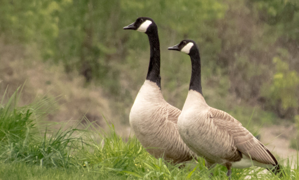 canada goose hunting ammo