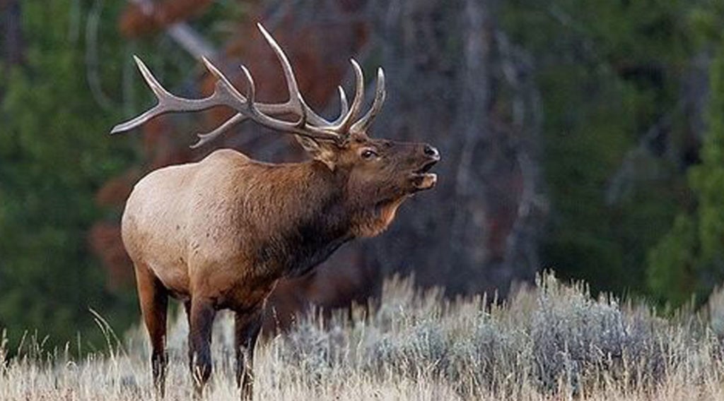 elk hunting