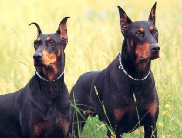 Two dobermans