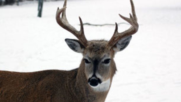 Canadian deer