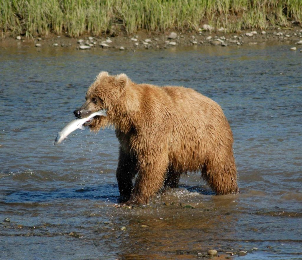 Bruin in the wild, with a snack