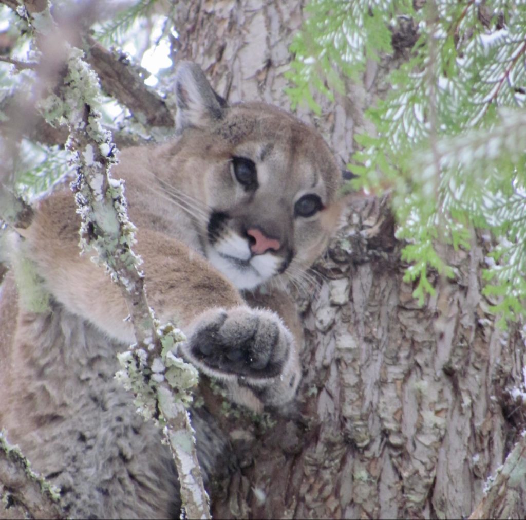 Mountain lion, bad kitty!