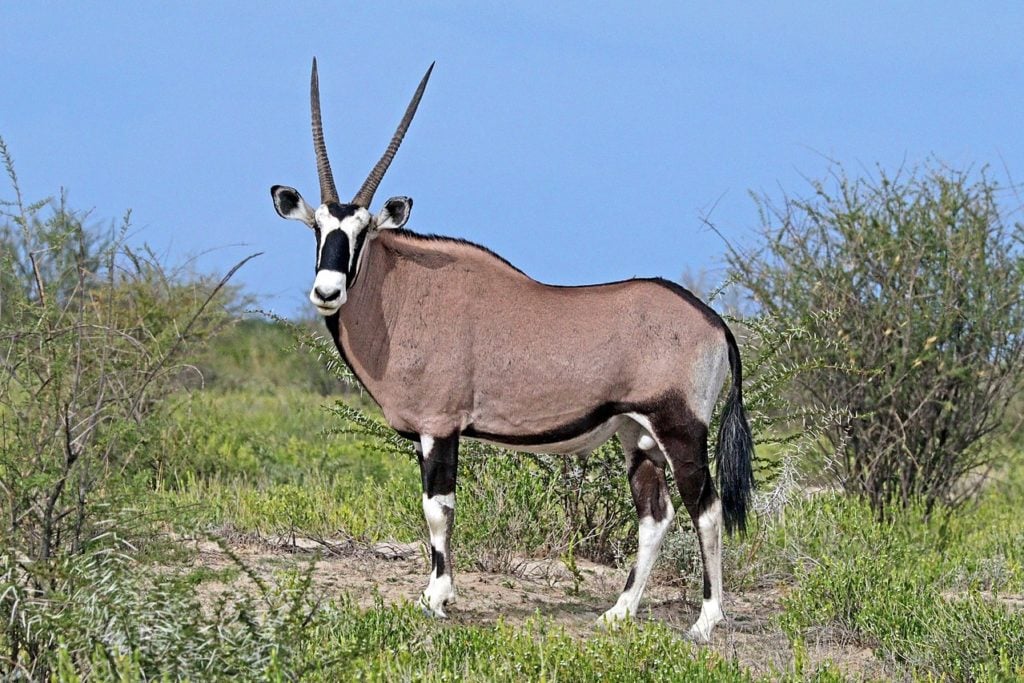 gemsbok