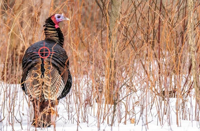 Turkey back shot