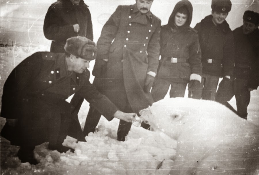 Feeding polar bears from a tank, 1950