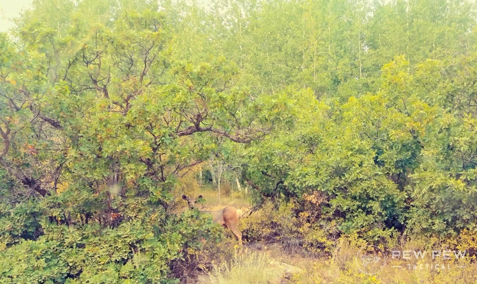 Elk Hunting Deer