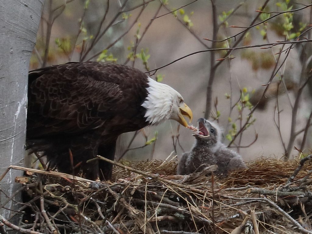 Bald eagle and chick