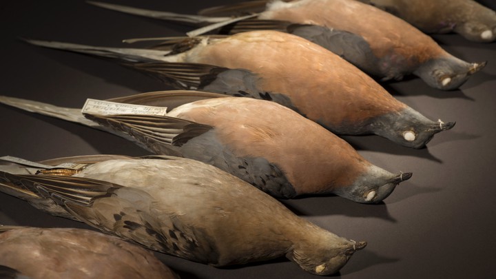 Passenger Pigeons (Ectopistes migratorius) from DMNS collections.