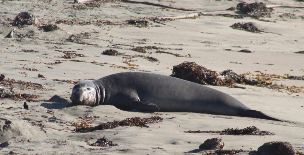 CA Elephant Seal