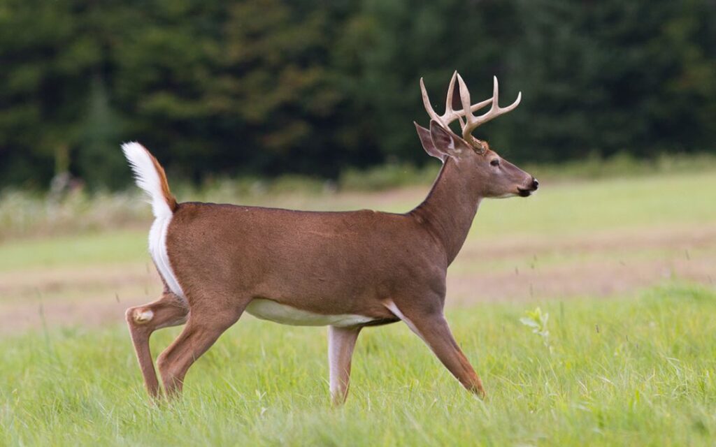 Whitetail Deer