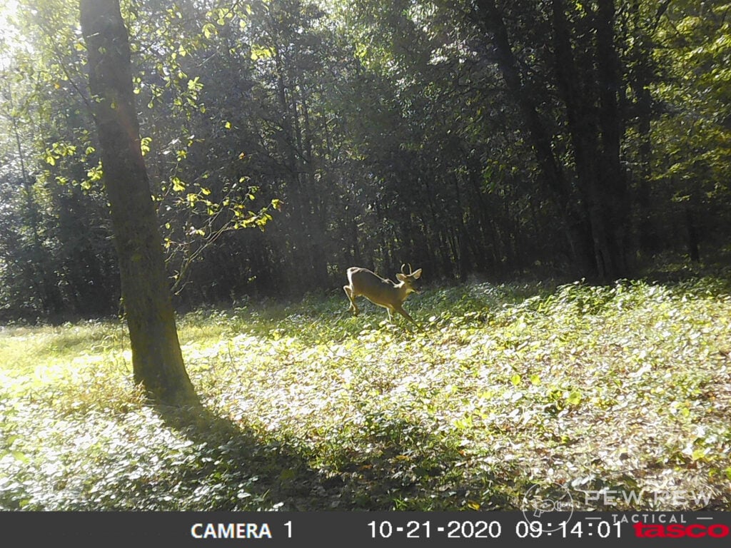 Trail Cam Buck