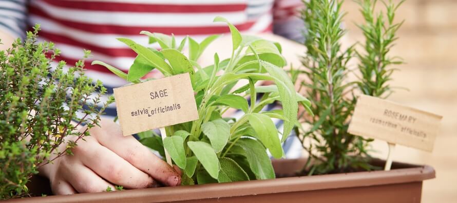 Apartment Gardening (RentCafe)