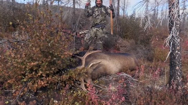 Alone Moose Kill