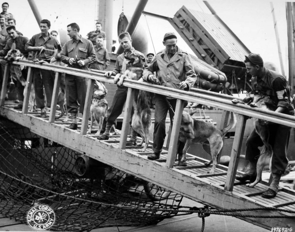 Dogs WWII getting ready to ship out