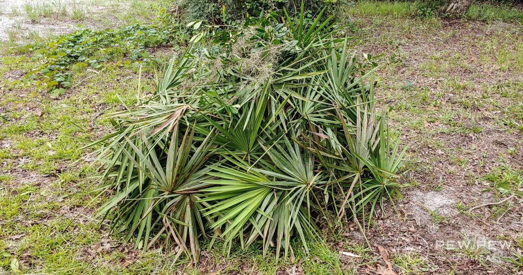 Bushcrafting Shelter Leaves