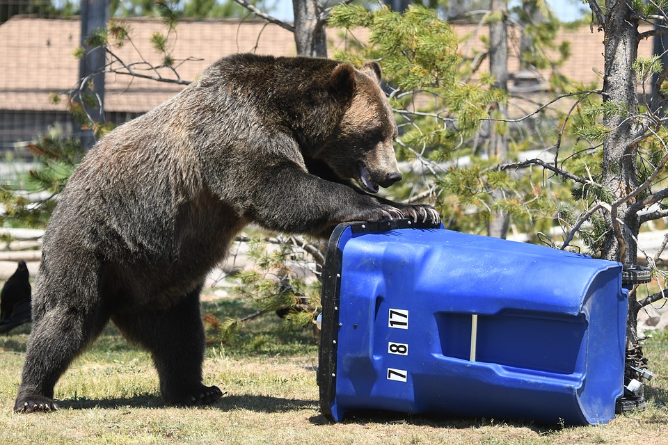 Bear with trash can