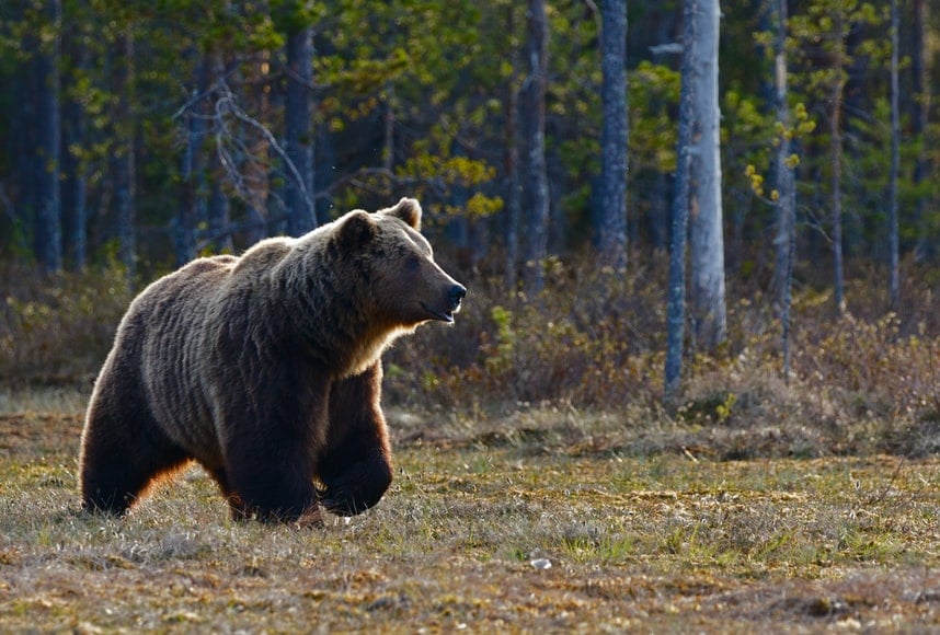 Grizzly bear in a clearing