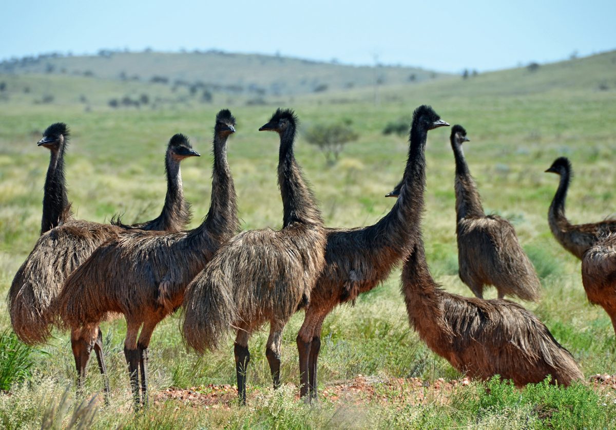 a-picture-from-history-the-great-emu-war-of-1932-pew-pew-tactical