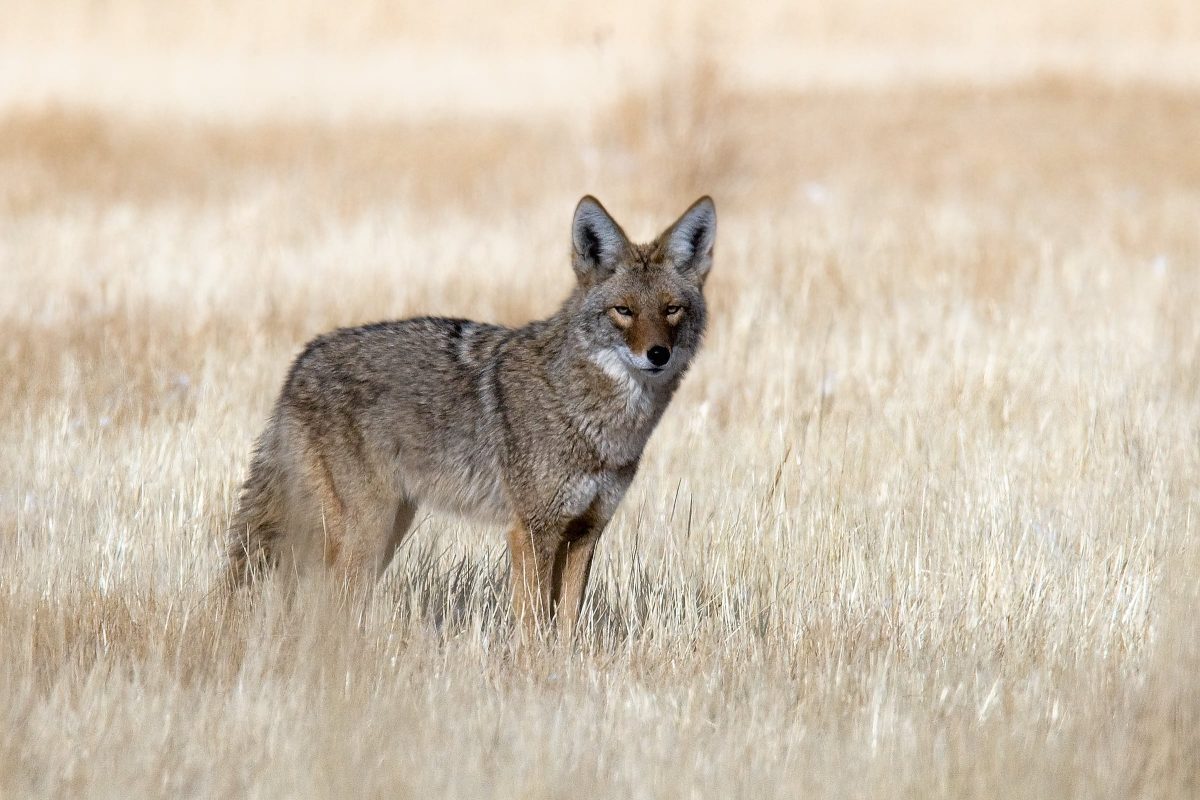 Best Coyote Hunting Cartridges: Rimfire, Centerfire & Shotgun - Pew Pew ...